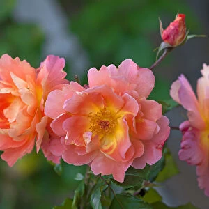 Roses -Rosa-, floweres, Bavaria, Germany