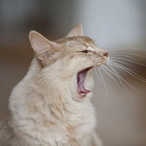 Somali cat, sorrel-silver, portrait, yawning