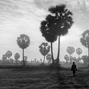Vietnam - A farmer go to work under the jaggery trees in early morning at An Giang