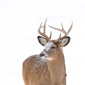 White-tailed Buck in Snow