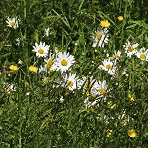 Daisies and buttercups in long grass in churchyard. Sussex, England UK credit