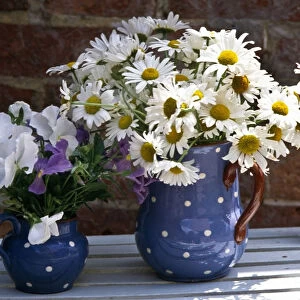 Daisies and pansies in spotted jug, on slatted blue chair. credit: Marie-Louise
