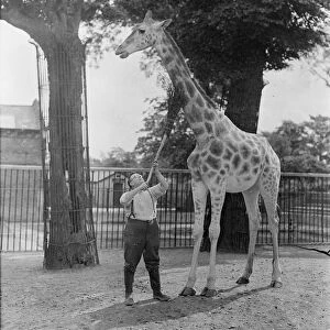 Getting it in the neck. London zoo giraffe submitting with resignation to having