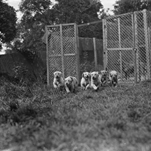 Puppies run out of their cage at the South Darenth Kennels in Kent. 1935