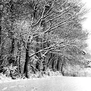 A snowy scene of a field and woods, Downe, Kent, England. 3 February 1962