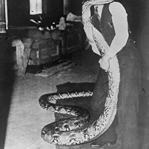Eight strong men, forcibly feeding a 26 foot python 8 strong men were required to