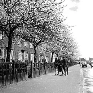 Three young gilrs walk arm-in-arm down a road lined with trees in full blossom in
