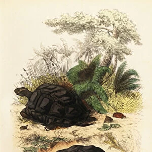 Aldabra giant tortoise, Aldabrachelys gigantea, vulnerable