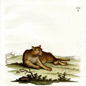 Amazon Cougar (coloured engraving)