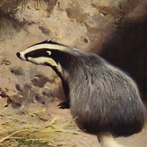 Badger (colour litho)