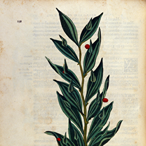 Botanical plate: laurus alexandrina (Laurier d Alexandria)