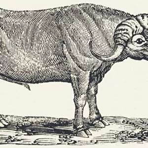 Buffalo, 1850 (engraving)