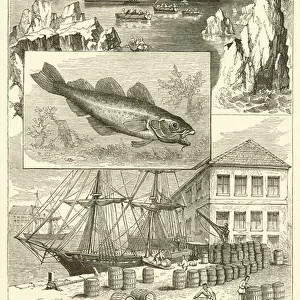 The Cod (engraving)