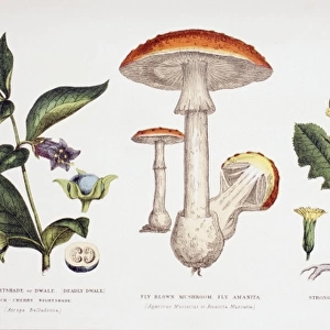 Common Poisonous Plants, c. 1890 (coloured engraving)