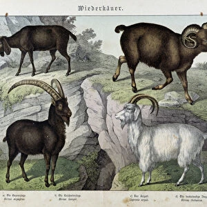 Goat - in "Natural History of Mammals", ed. Schreiber, 1886