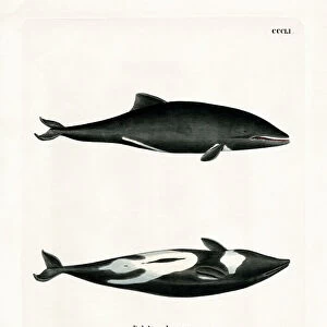 Heavisides Dolphin