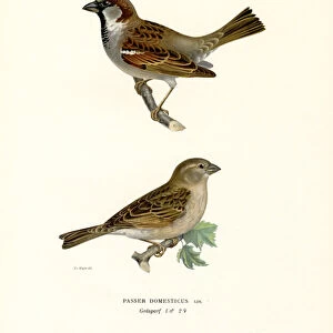 House Sparrow (colour litho)
