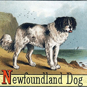 Letter N: Newfoundland Dog - "Picture Alphabet of Horses and Dogs"