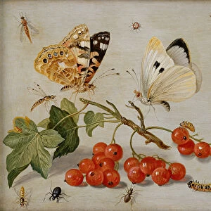A still life with sprig of Redcurrants, butterflies, beetles, caterpillar and insects