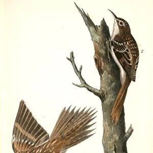 Brown Tree-creeper. 1. Male. 2. Female. Audubon, John James, 1785-1851