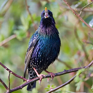 Common Starling perched on a branch, Sturnus vulgaris