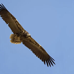 Immature Egyptian Vulture in flight, Neophron percnopterus, Oman