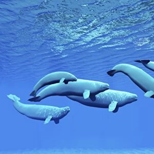 A pod of beluga whales swim together near the surface