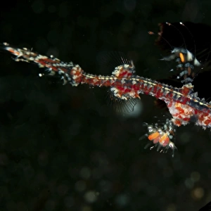 Transparent white and red harlequin ghost pipefish