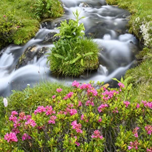 Alpine rose (Rhododendron ferrugineum) flowering beside mountain stream. North Tyrol, Austria