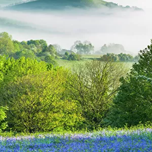 Bluebells (Hyacinthoides non-scripta) on Eype Down with Colmer's Hill in background, Bridport, Dorset, England, UK. May 2014