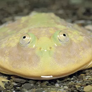 Budgett Frog {Lepidobatrachus laevis} Japan