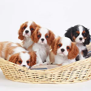 Cavalier King Charles Spaniel, five puppies in basket, one with tricolour and the