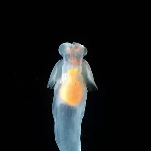 Pteropods