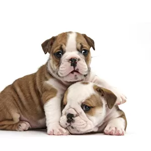 Two cute bulldog pups, 5 weeks, against white background