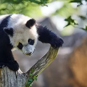 Giant panda (Ailuropoda melanoleuca) cub climbing and exploring its enclosure. Yuan Meng