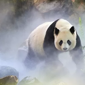 Giant panda (Ailuropoda melanoleuca) female, Huan Huan, out in her enclosure in mist