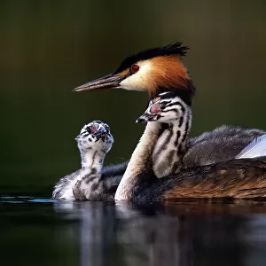 Great crested grebe (Podiceps cristatus) on water with two chicks, carrying one on its back, Valkenhorst nature reserve, Valkenswaard, The Netherlands. June