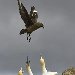 Great skua (Stercocarius skua) in flight over Gannet (Morus bassanus) colony, looking