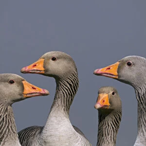 Greylag geese (Anser anser). Cley, Norfolk, UK, March. Digital composite