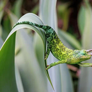 Male Jackson's chameleon (Chamaeleo jacksoni) reaching out as it moves between leaves, Maui, Hawaii