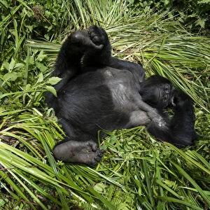 Mountain Gorilla (Goriila beringei) resting, Volcanoes National Park, Virunga Mountains, Rwanda