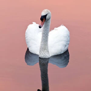 Mute swan {Cygnus olor} on water with reflection, Shapwick Heath (Somerset Wildlife
