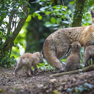 Red fox (Vulpes vulpes) vixen on the alert, with cubs and one suckling, Switzerland