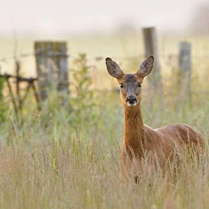 Roe Deer (Capreolus capreolus) doe in a field of set aside at dawn. Perthshire, Scotland