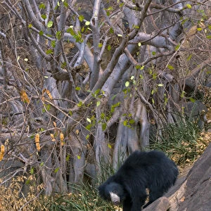 Sloth Bear (Melursus ursinus) under a fig tree. Karnataka, India, March