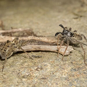 Wolf Spiders (Pardosa sp. ), male RIGHT waving palps in courtship display