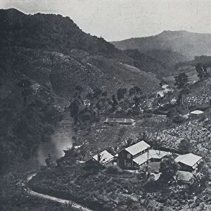 Cingalese Tea Plantation, 1924