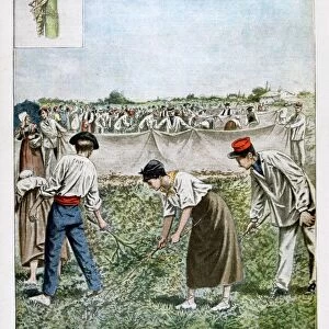 Destroying the grasshopper, 1901