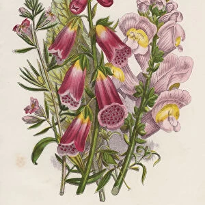 Foxglove (Digitalis purpurea) (centre), c1885