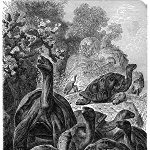 Giant tortoises of the Galapagos Islands which were observed by Darwin, 1894